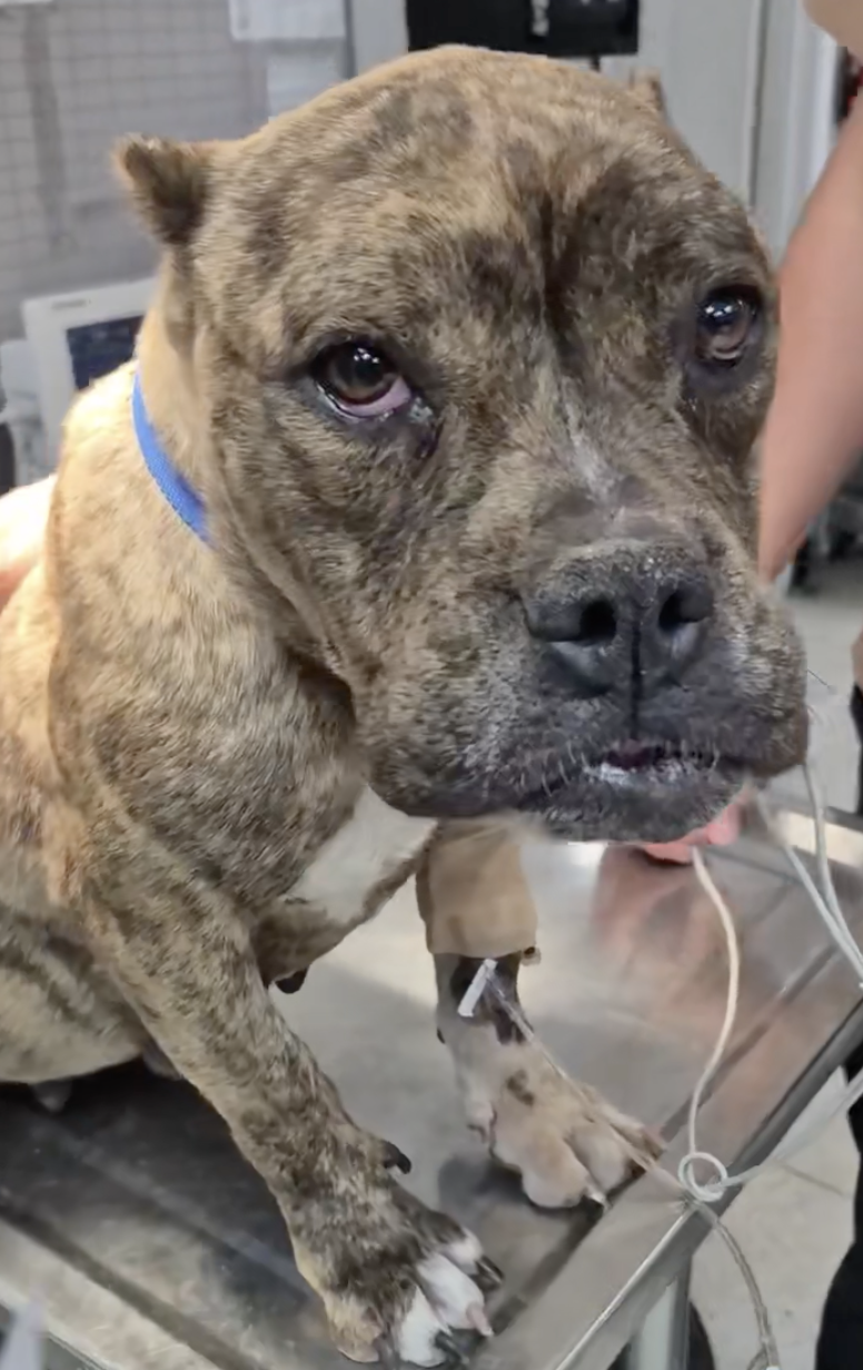 Campaign cover image for Olympia Medical Fund