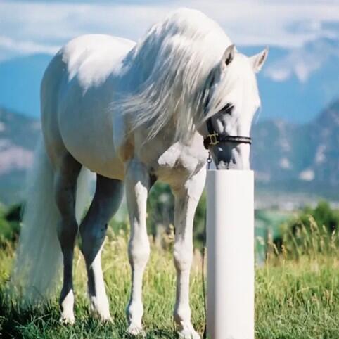 Campaign cover image for Water for Horses