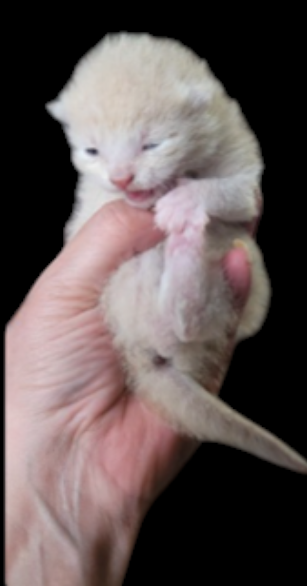 Campaign cover for It's Kitten Season!