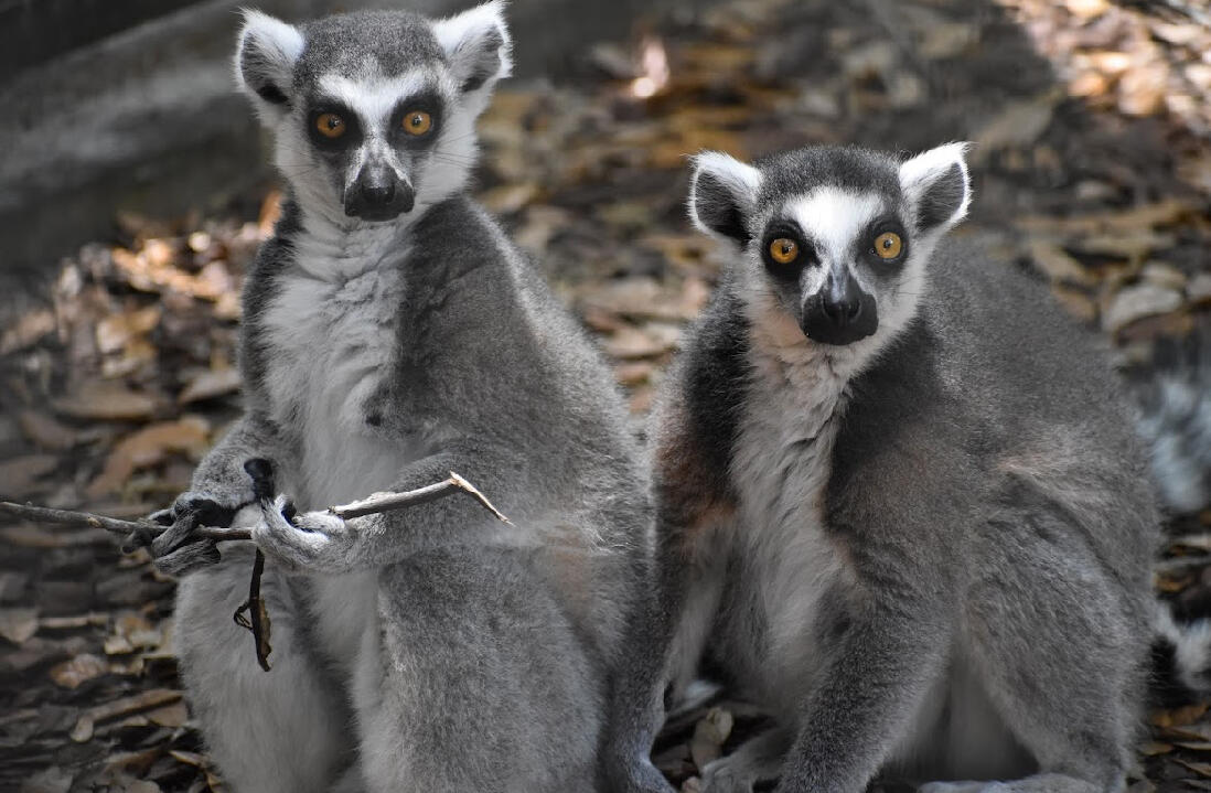 Campaign cover image for Lemur Teams 2026