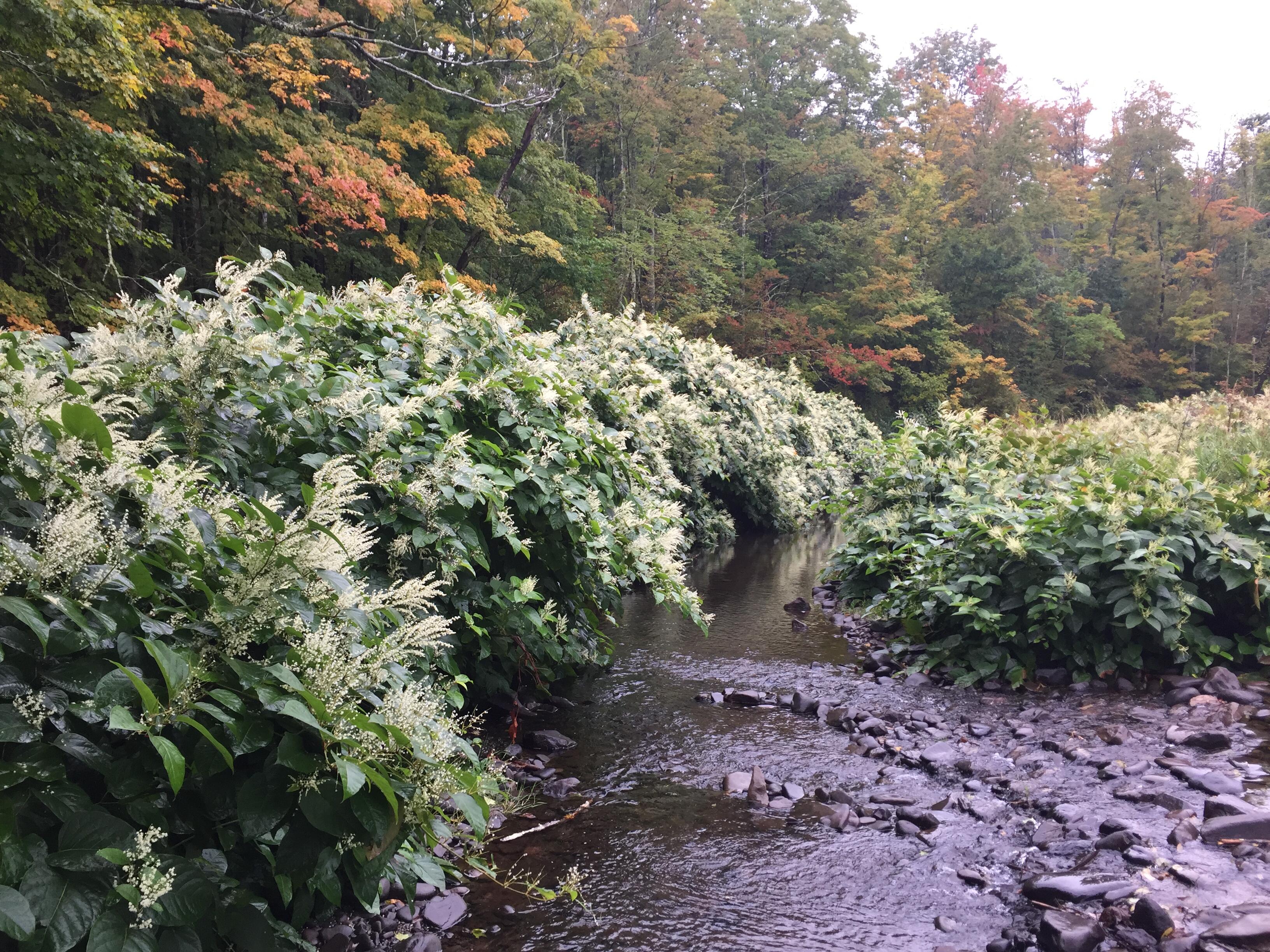 Campaign cover image for Managing Riparian Invasive Plants of the Catskills