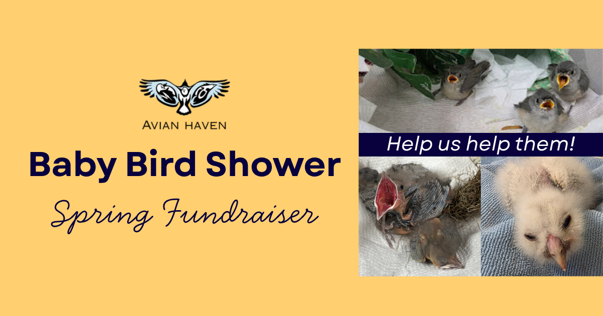 Campaign cover image for Baby Bird Shower Fundraiser