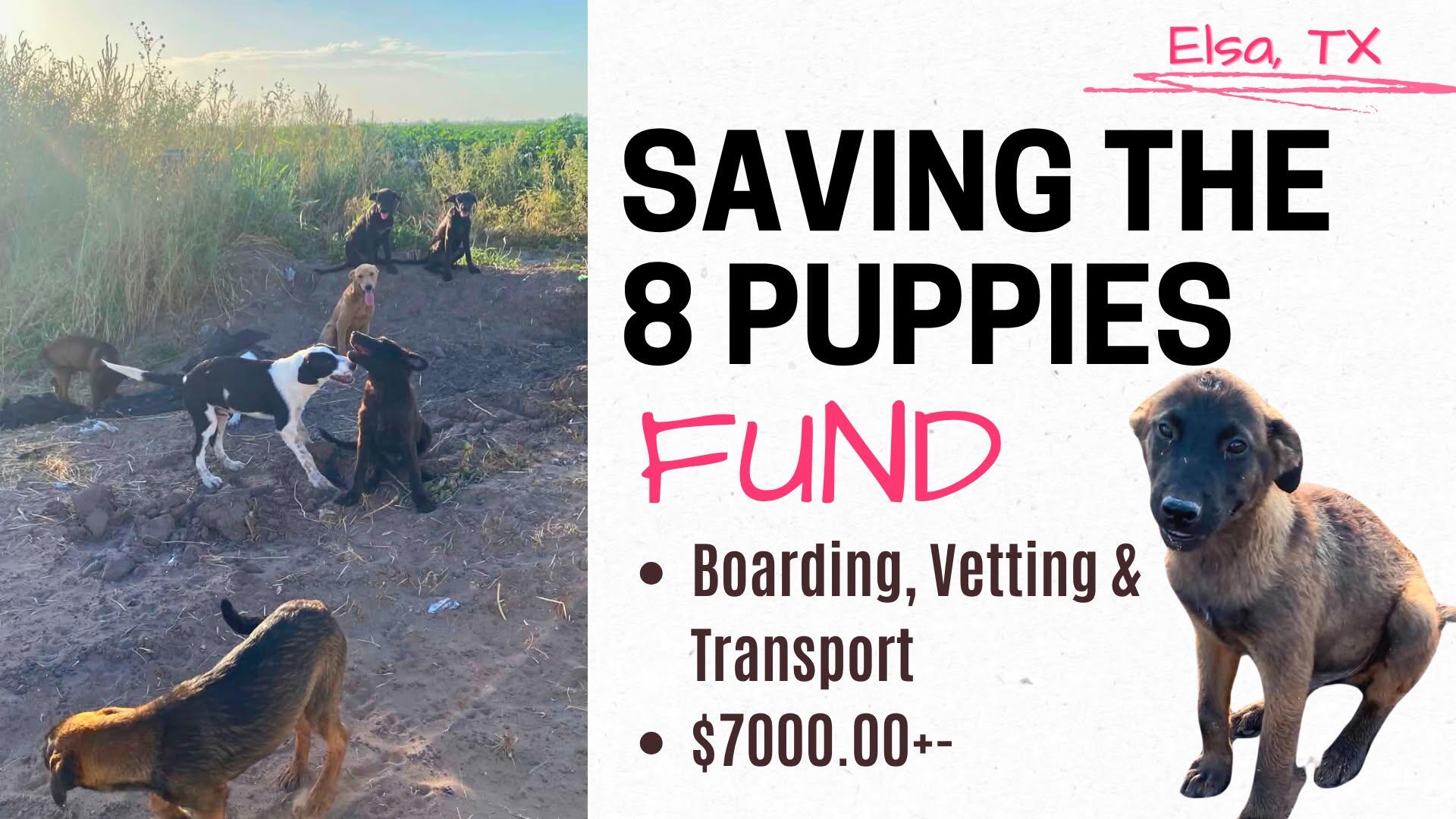 Campaign cover for Save the 8 Elsa Puppies Fund