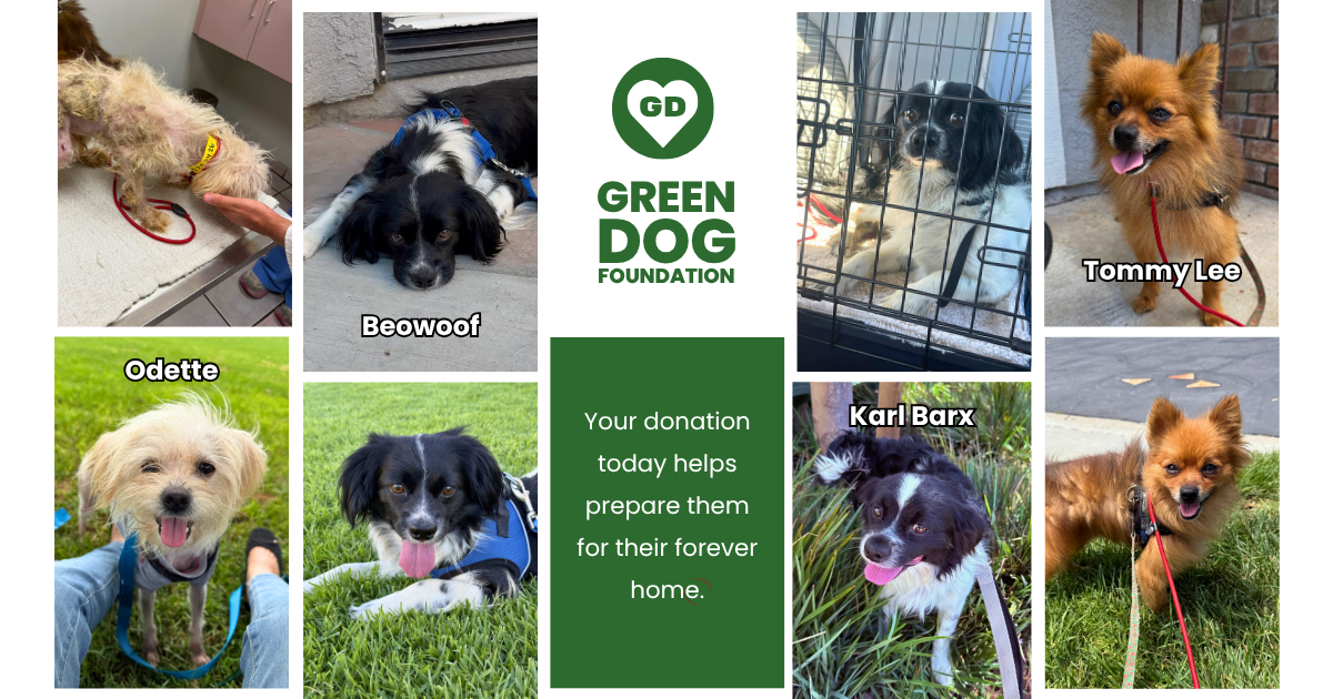 Campaign cover image for We Said YES to Them.  Now Help Us Finish Their Story 💚 🐾