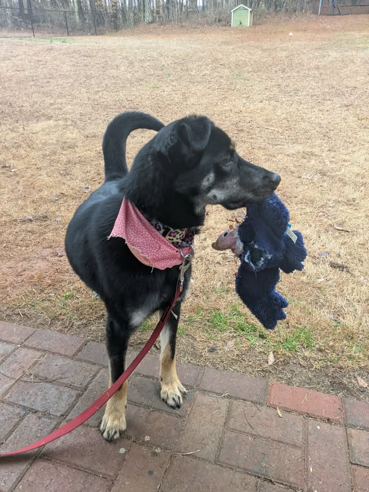 Campaign cover image for Rosa's Road to Home