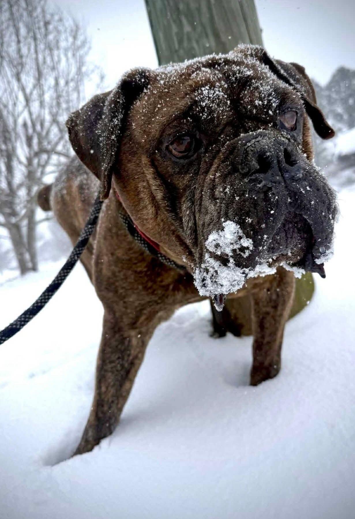 Campaign cover for Meatball's Surgery