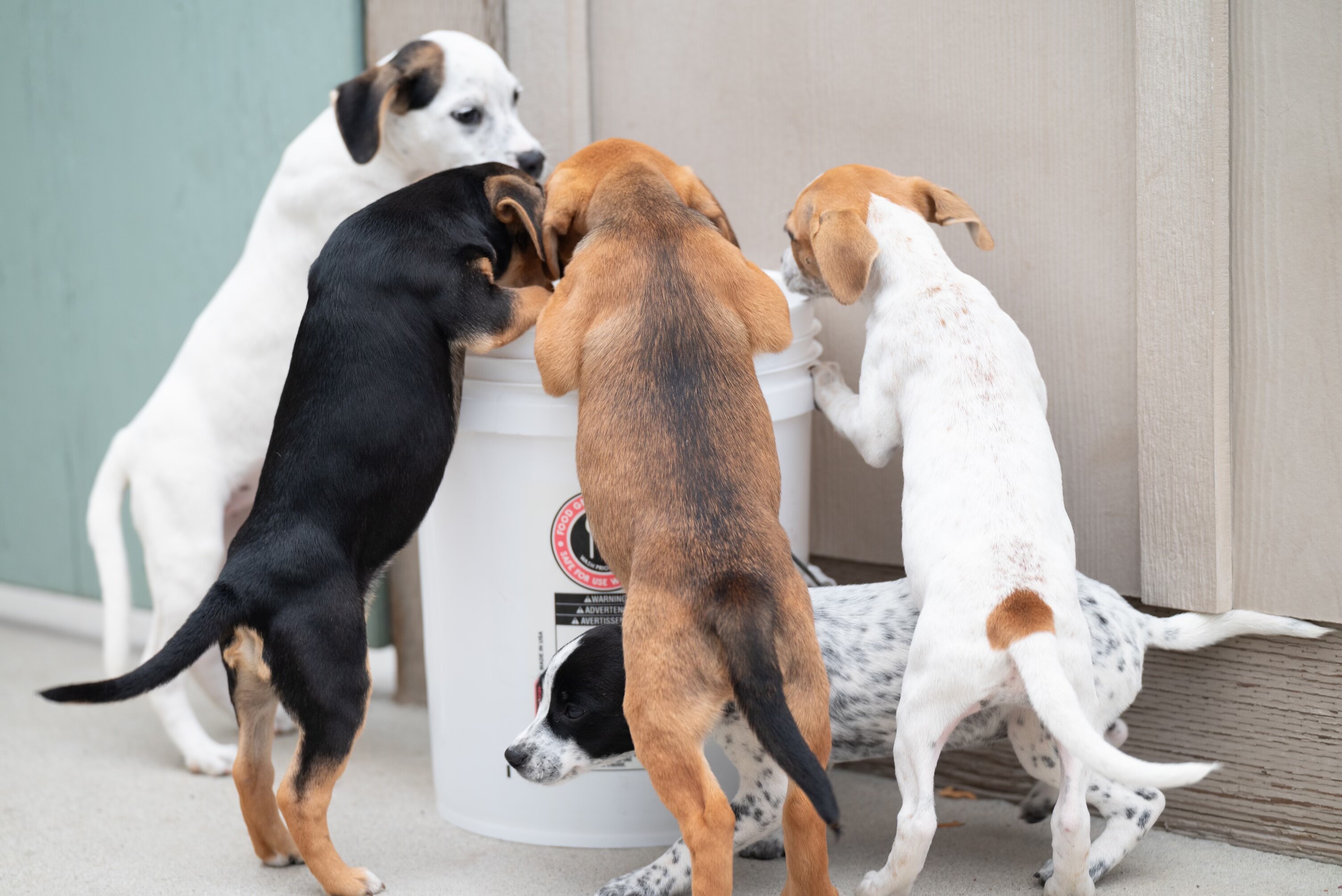 Campaign cover image for SCCAS Foundation