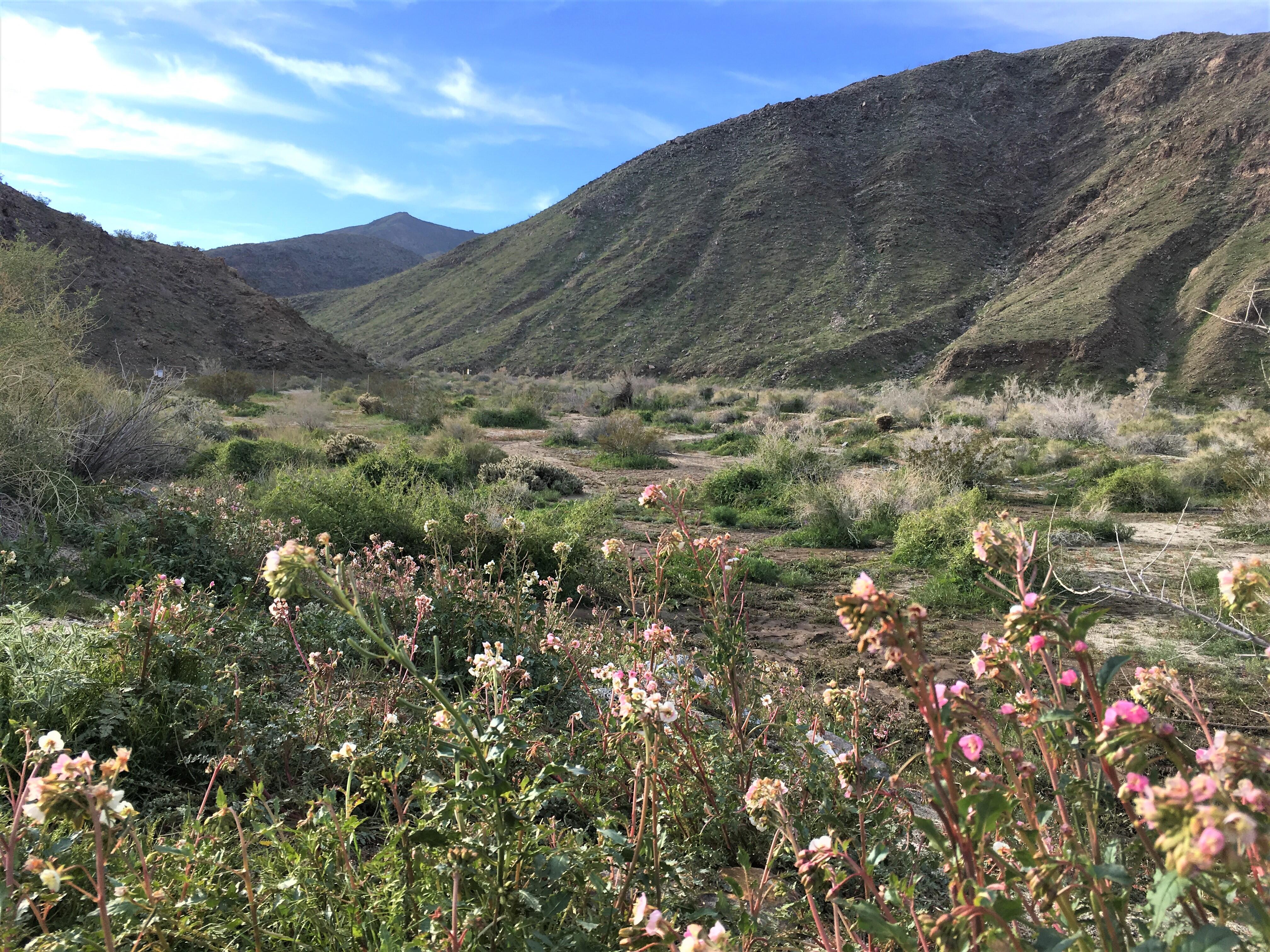 Campaign cover image for 10-01-2025 - Carrizo Canyon Opening Day Hike