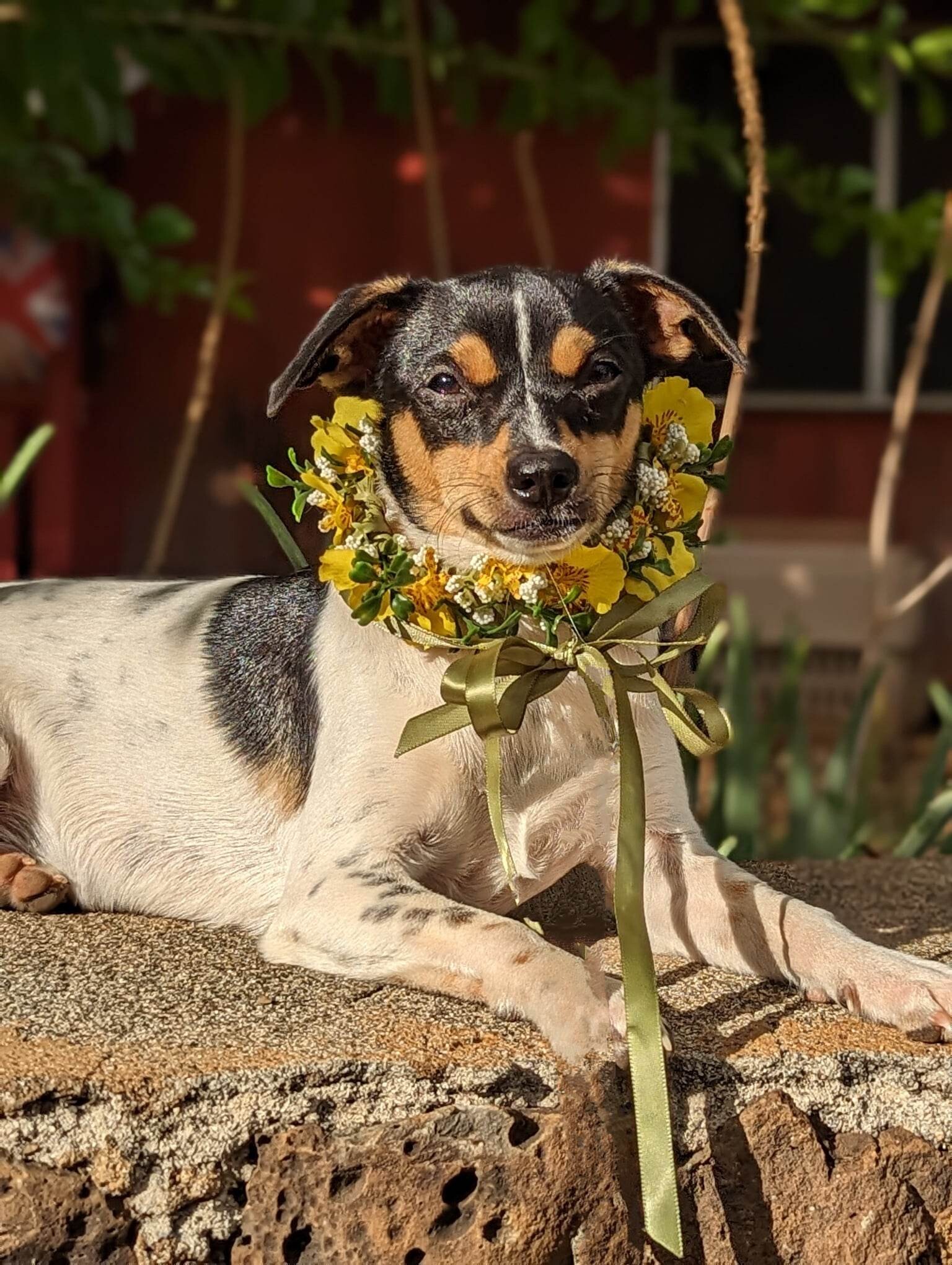 Campaign cover image for Help Save Kamealoha