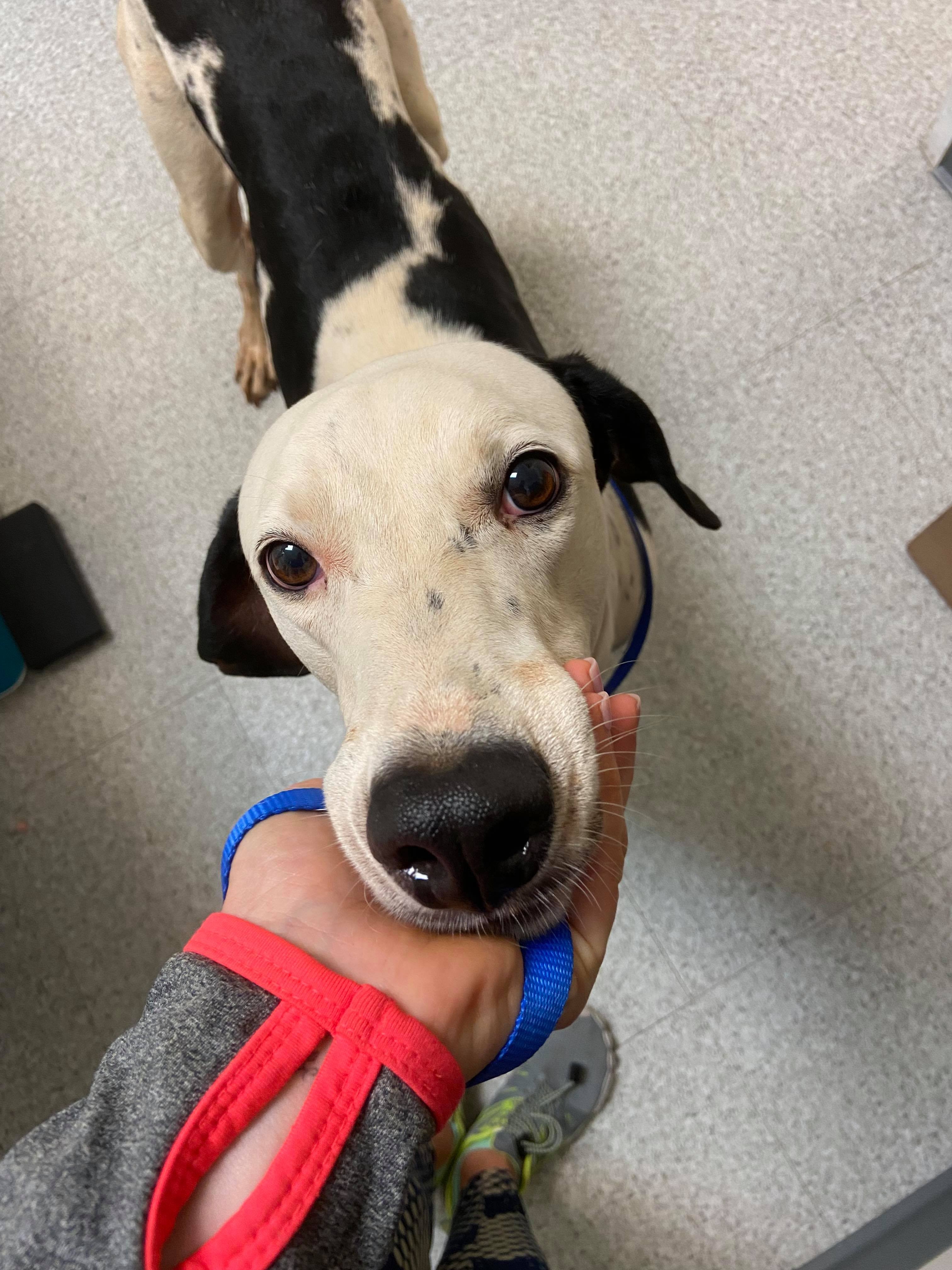 Campaign cover image for Oreo Cancer Fund