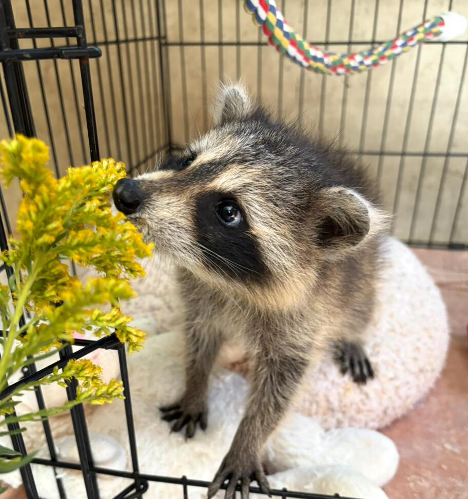 Campaign cover image for A Day at The EAWRC