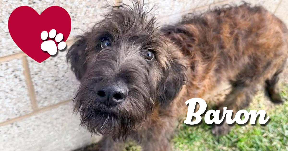 Campaign cover image for Donations for Baron (aka Sammy 🦴A1882531)