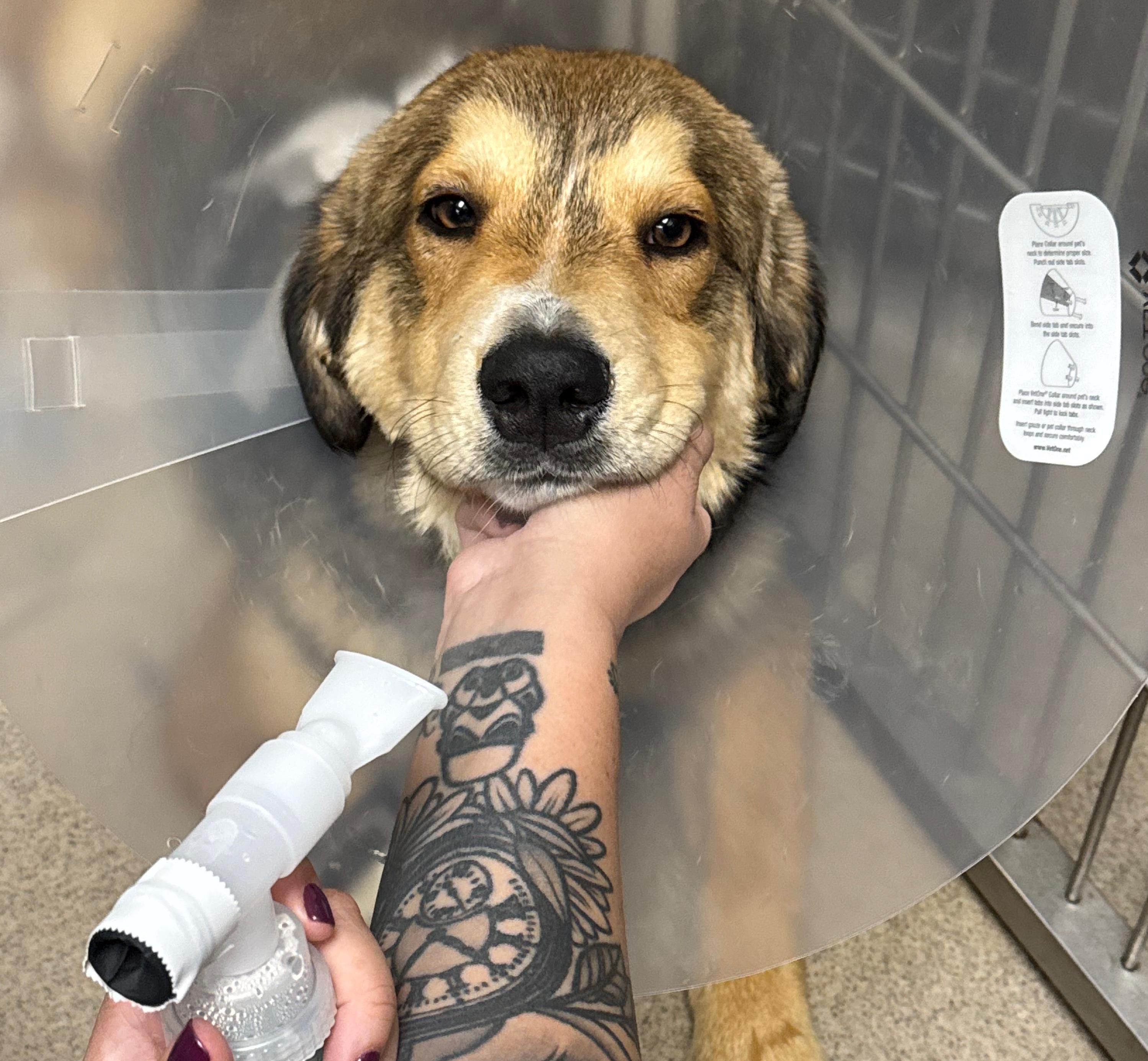 Campaign cover image for Urgent Help Needed for sweet Beau