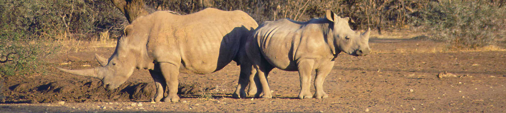 Campaign cover image for #BlackRhinoTuesday