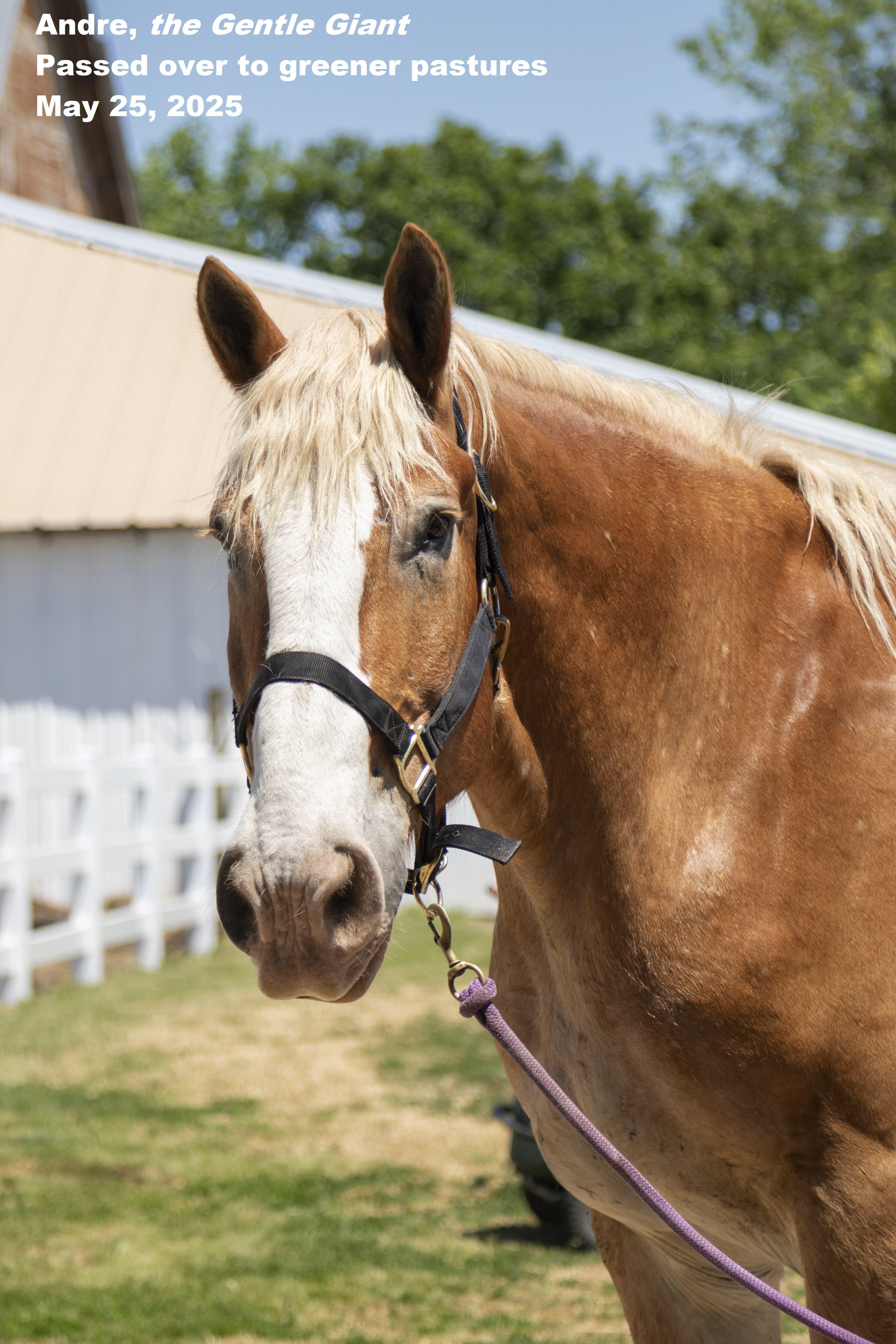 Campaign cover image for In Loving Memory of Andre The Gentle Giant