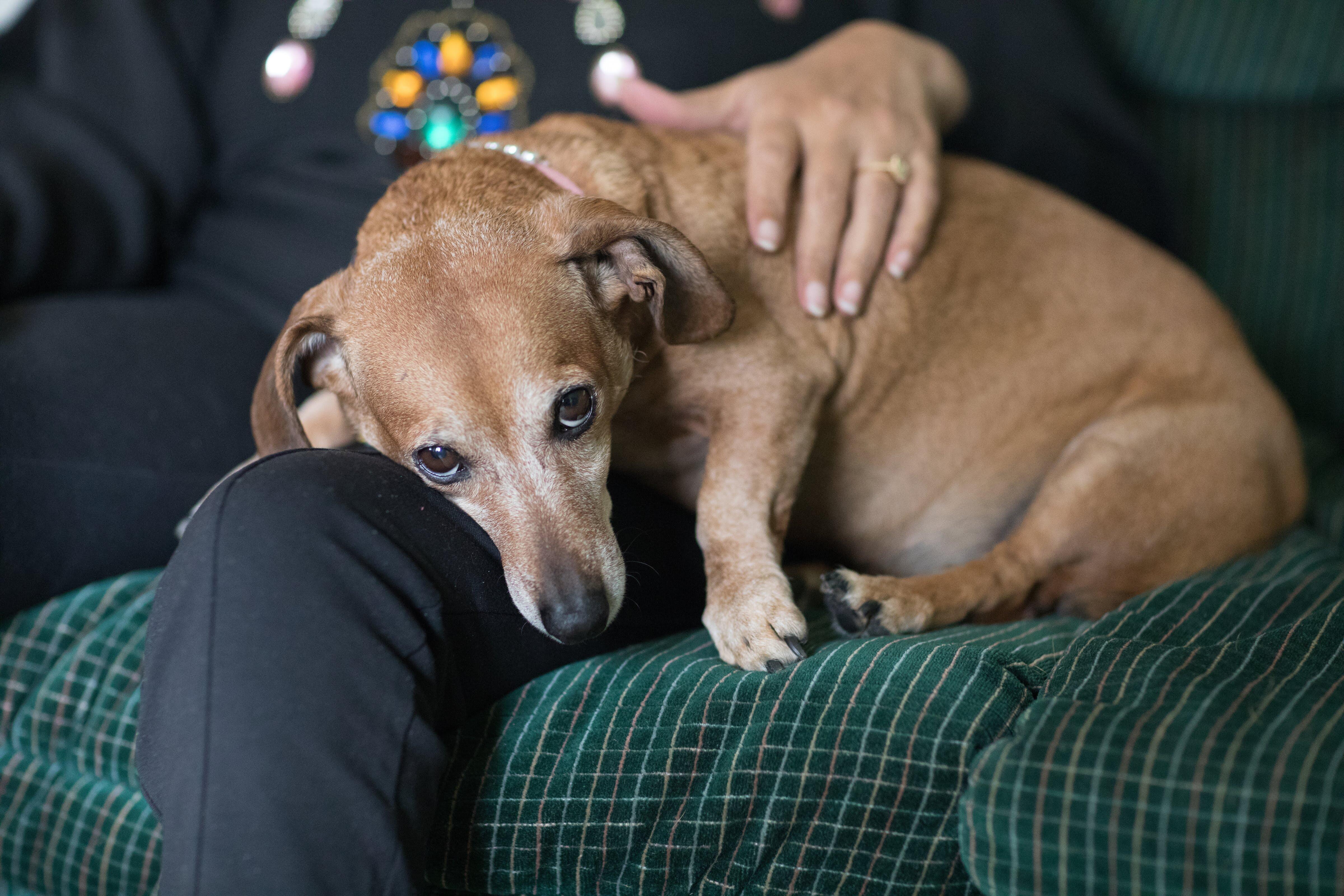 Campaign cover image for Kibbles of Kindness