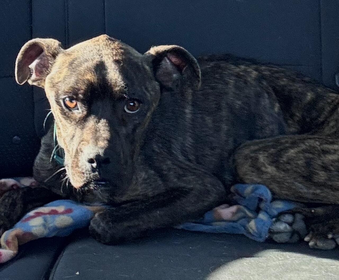 Campaign cover image for Scooby Snacks for Survival