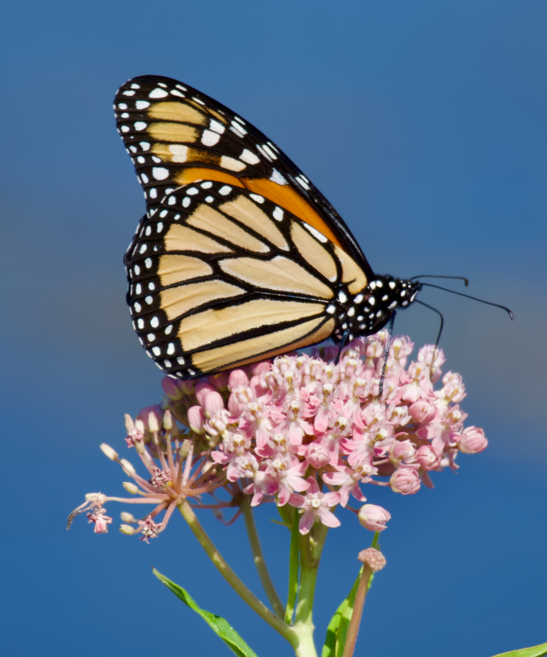 Campaign cover for Support Nature, Education, and Community at Cardinal Valley