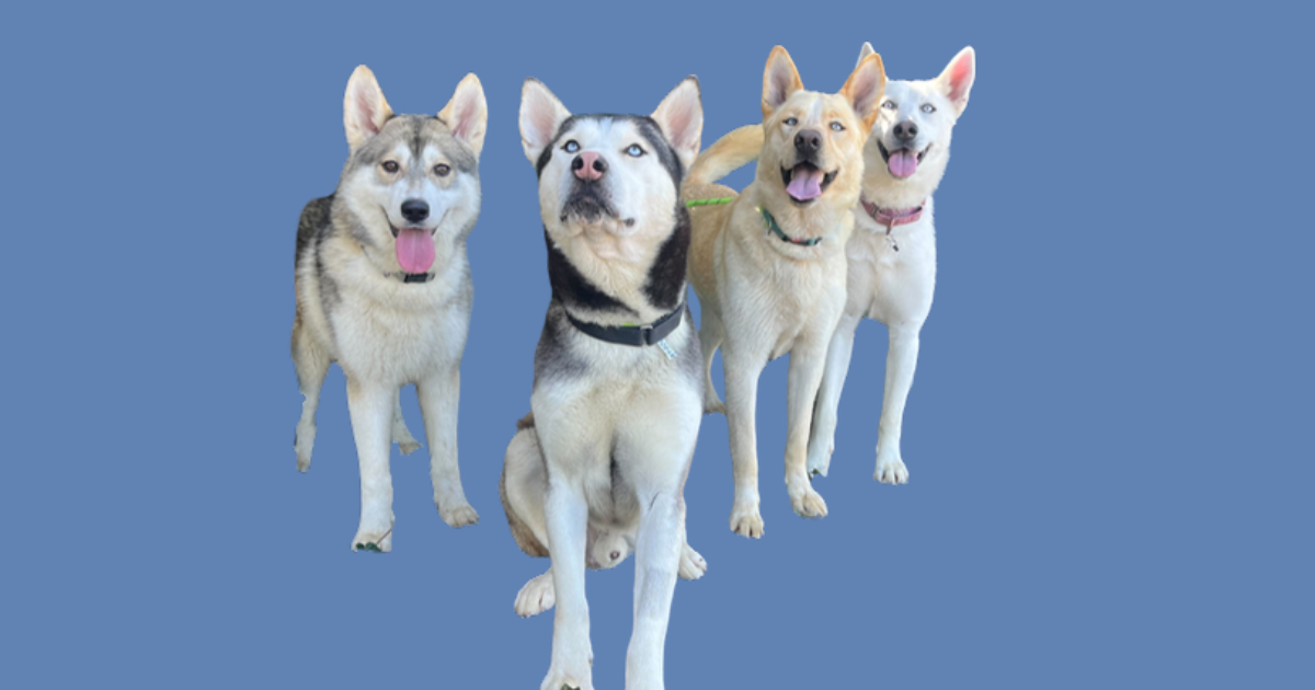 Campaign cover image for Love's Legacy Dogs in the Bay 2026