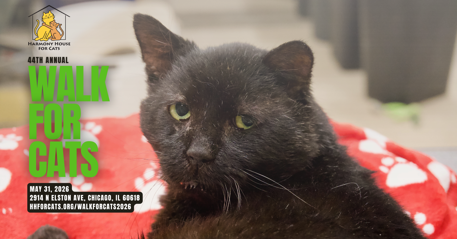Campaign cover image for Walk for Cats 2026