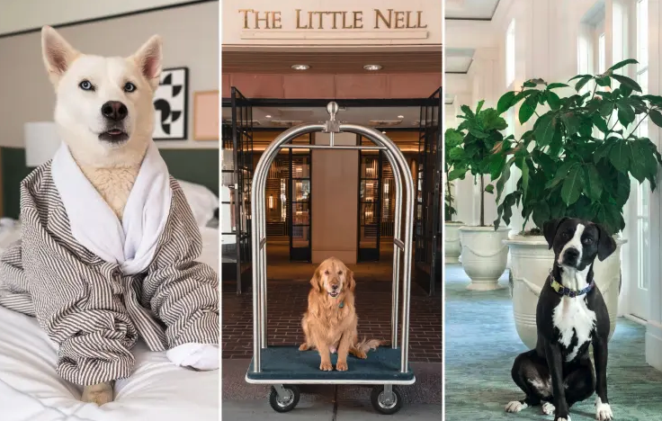 Campaign cover image for Pet Deposit for Hotel