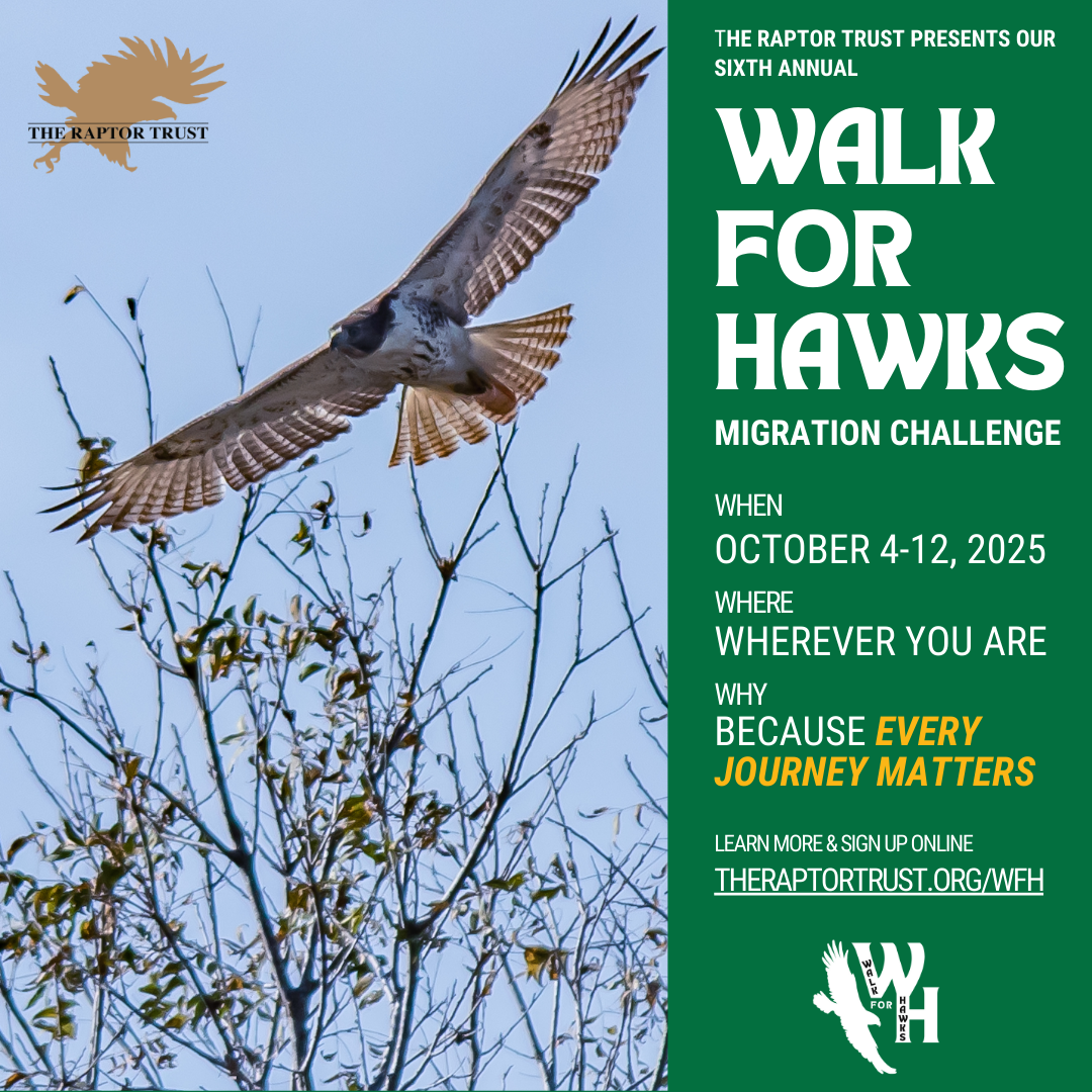 Campaign cover image for Walk for Hawks 2025