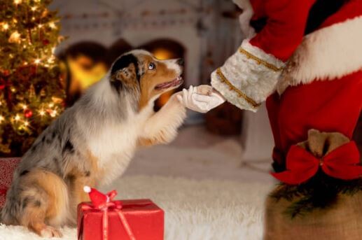 Campaign cover image for "Photo with Santa Claws"