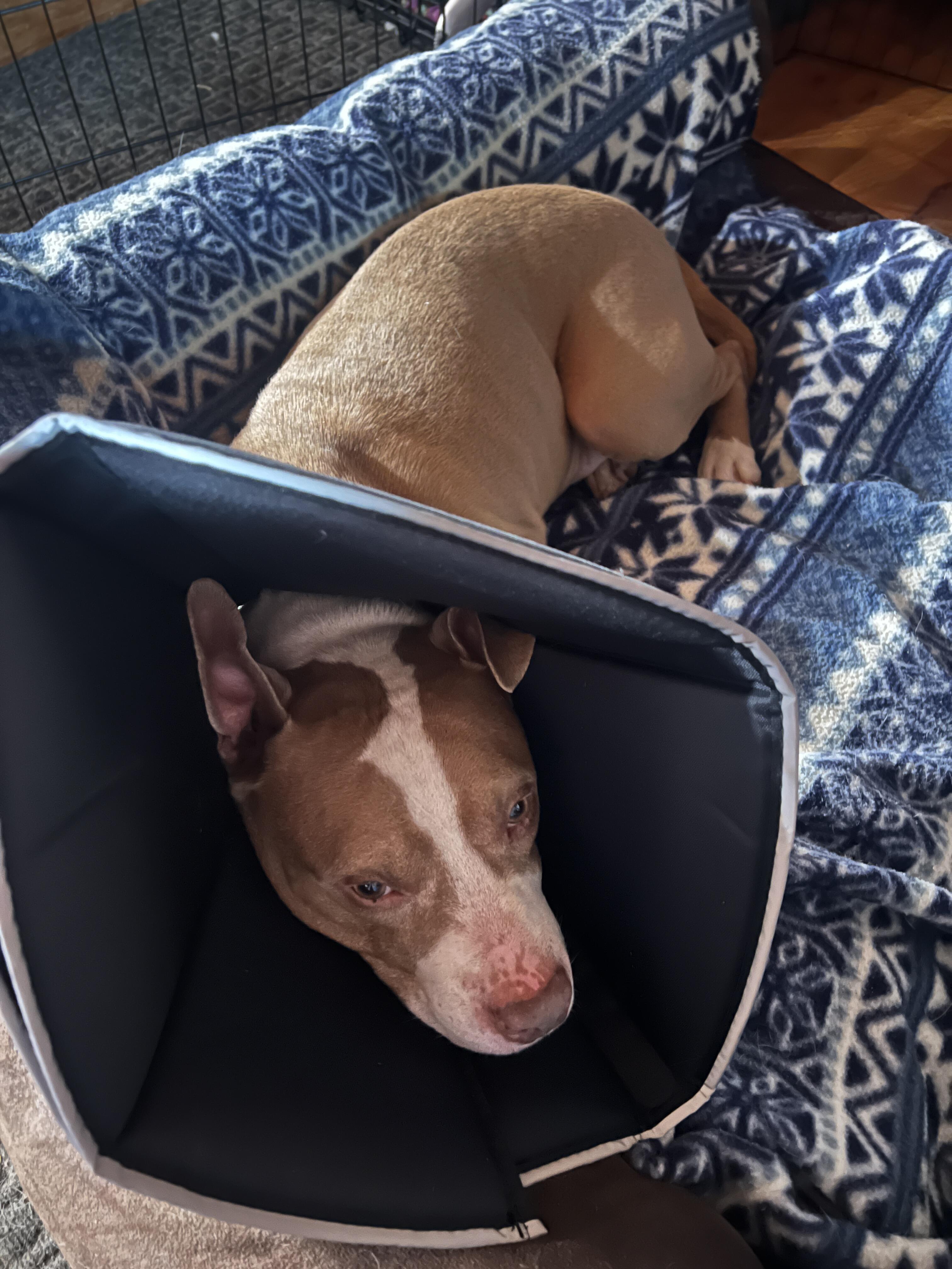 Campaign cover image for Help Us Support Ed's Recovery Journey