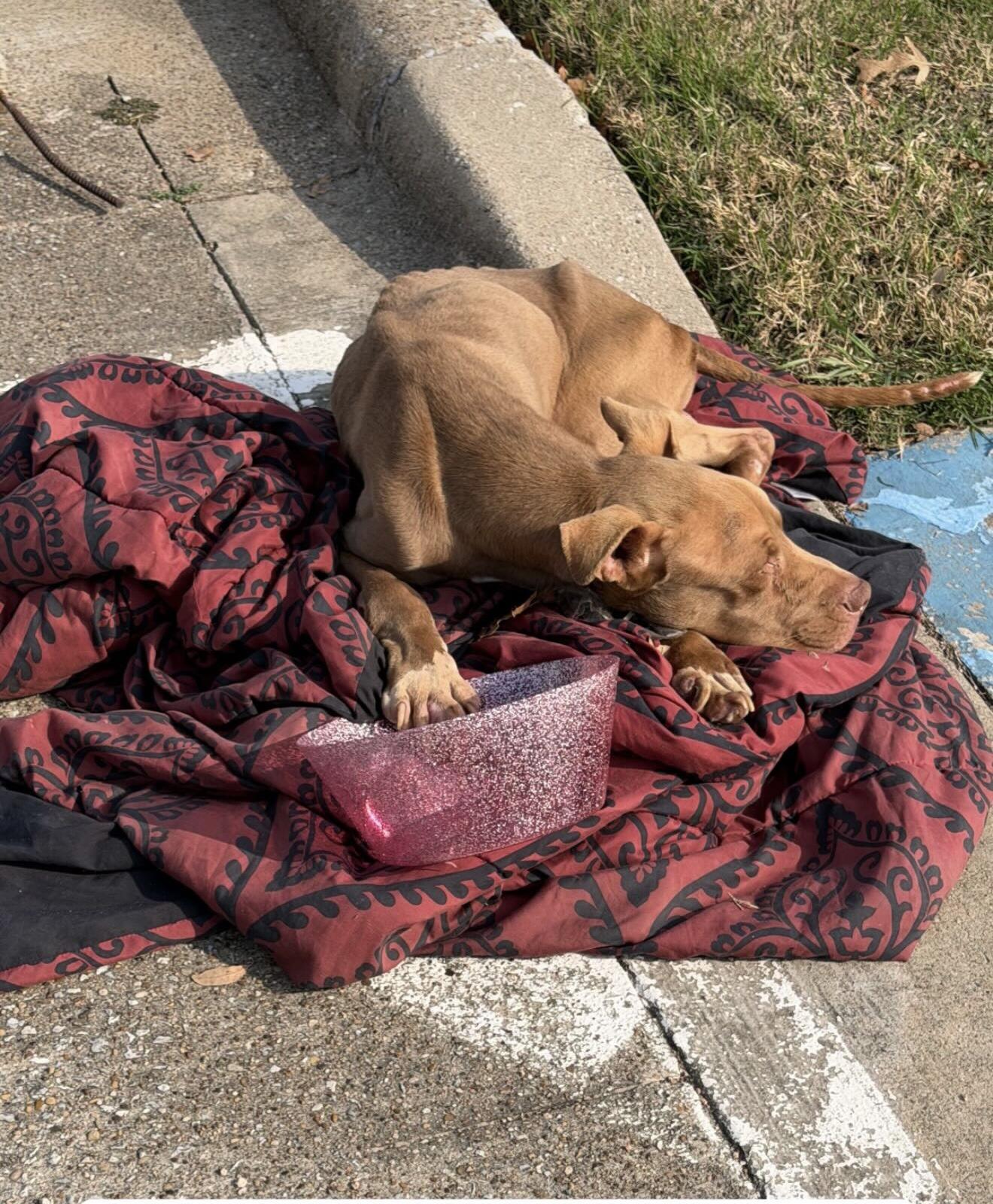 Campaign cover image for Scooby: Emaciated, Injured and Alone