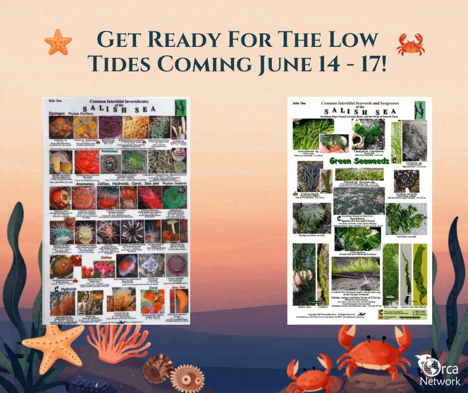 Campaign cover image for June Low Tide Guide Sale