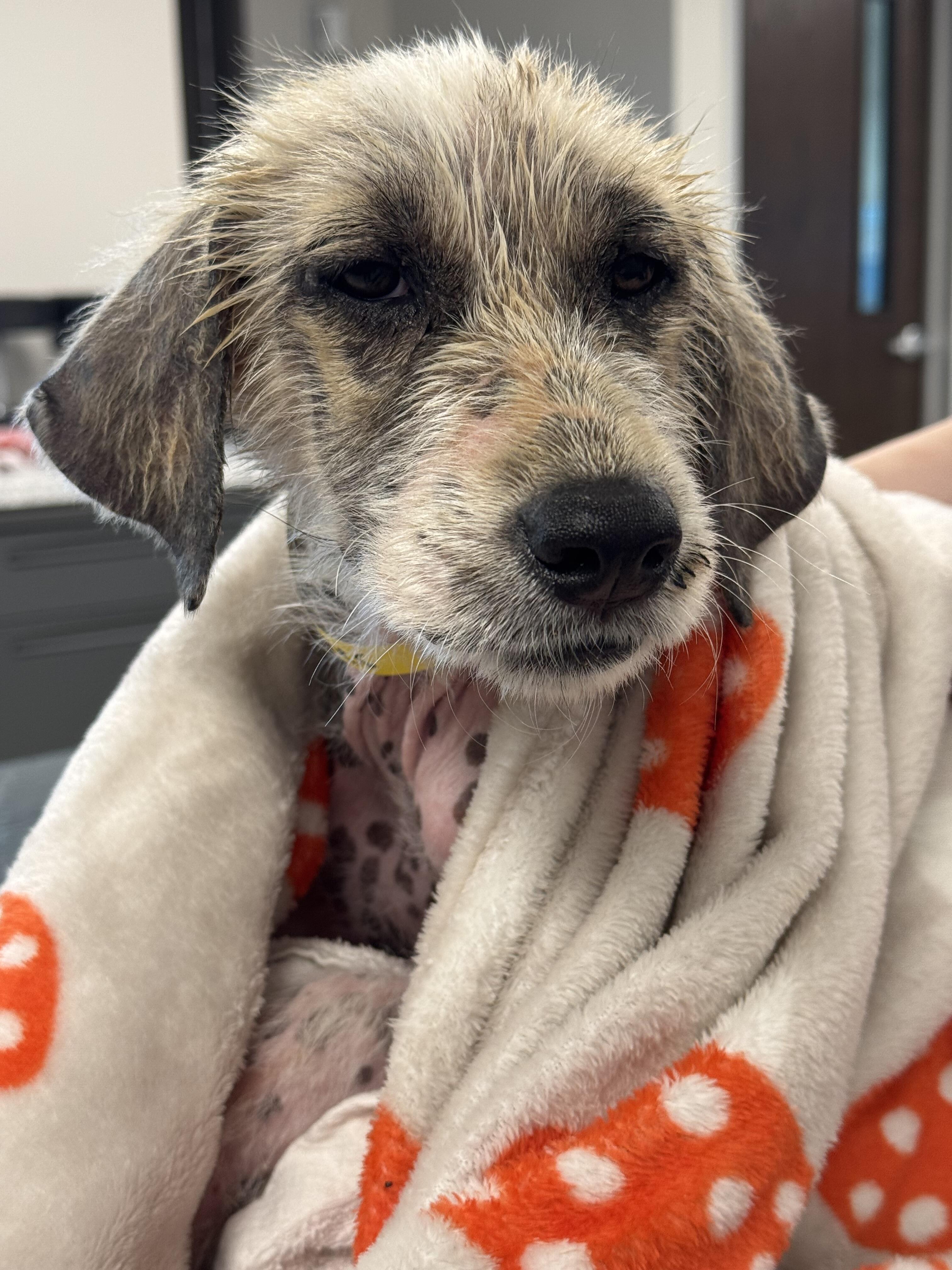 Campaign cover image for Jack Jack’s Pack $15k Matchapolooza Fundraiser!