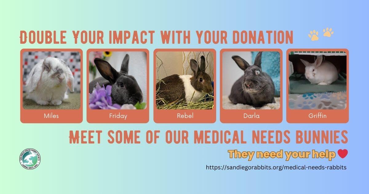 Campaign cover image for Double Your Impact with Your Donation