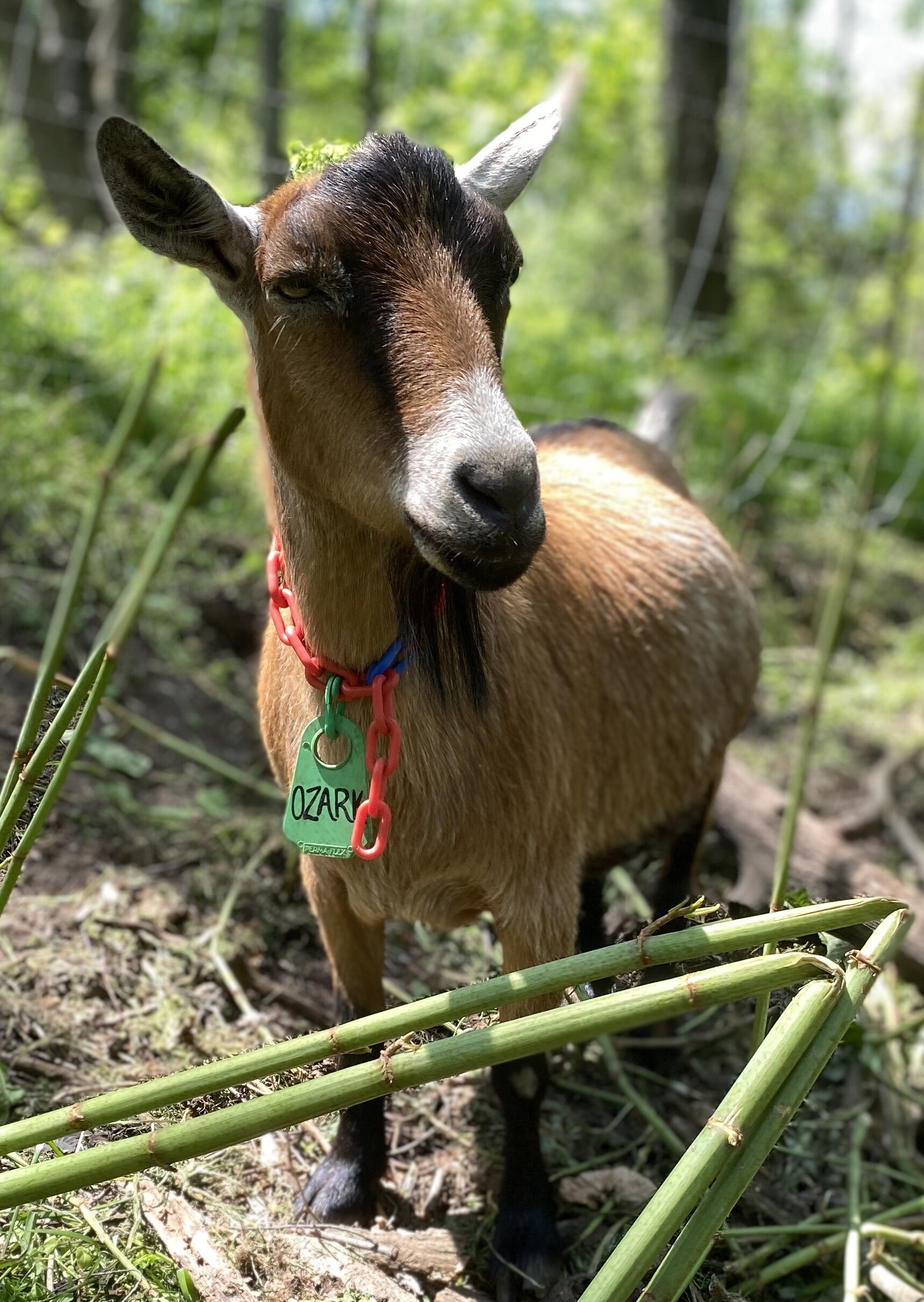 Campaign cover image for Care for Ozark!