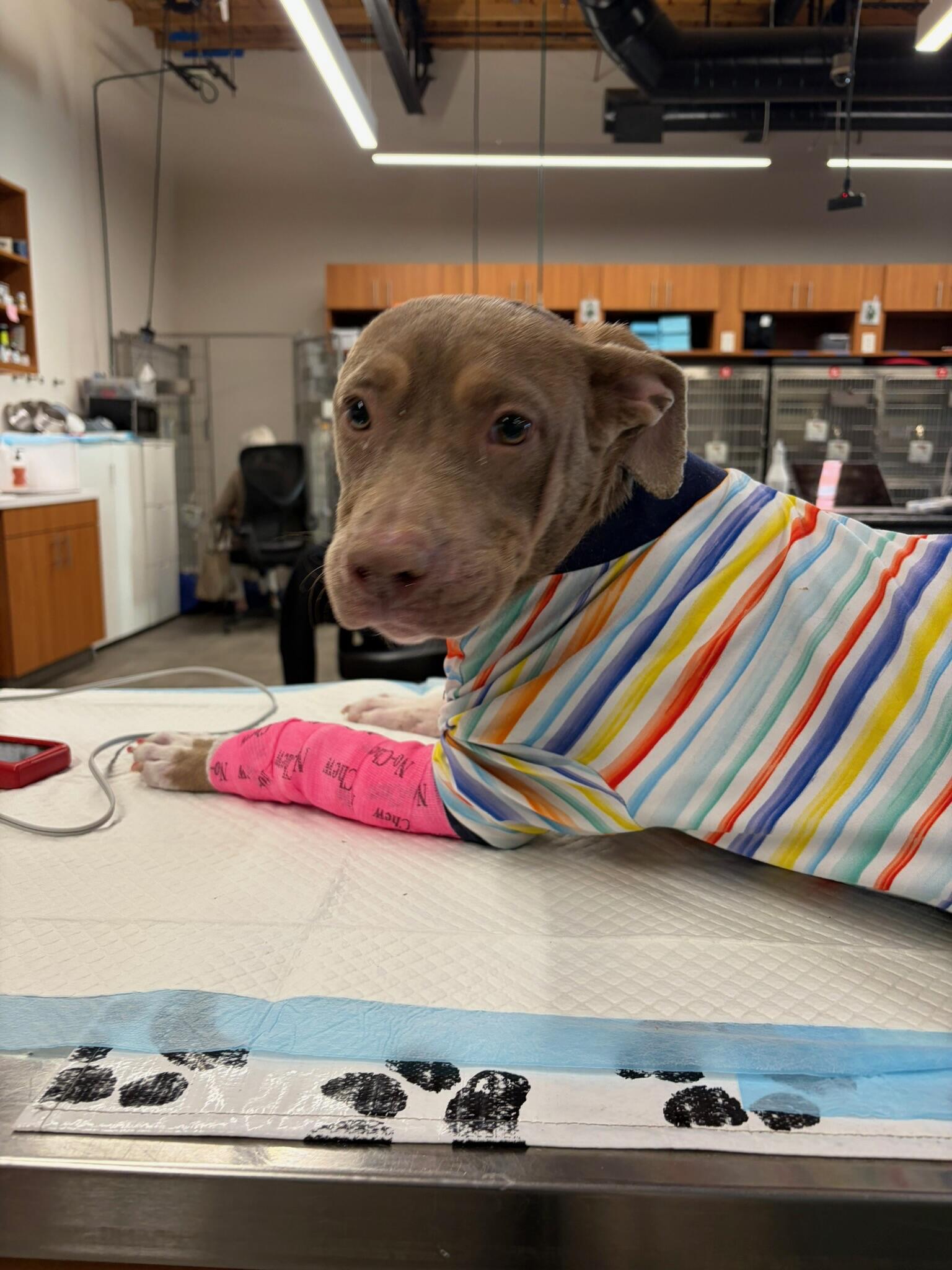 Campaign cover image for Help 8-Month-Old Margaux Fight for Her Life