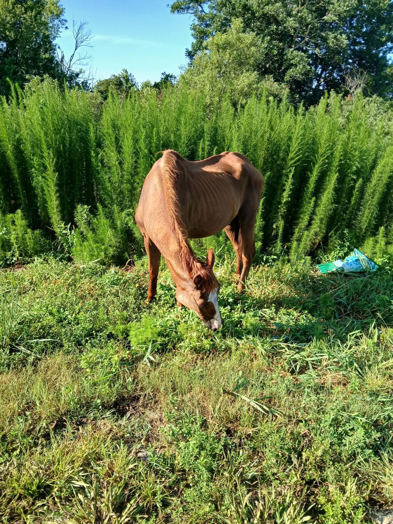 Campaign cover for 🚨 Urgent Rescue Update from Ricky’s Ranch 🚨