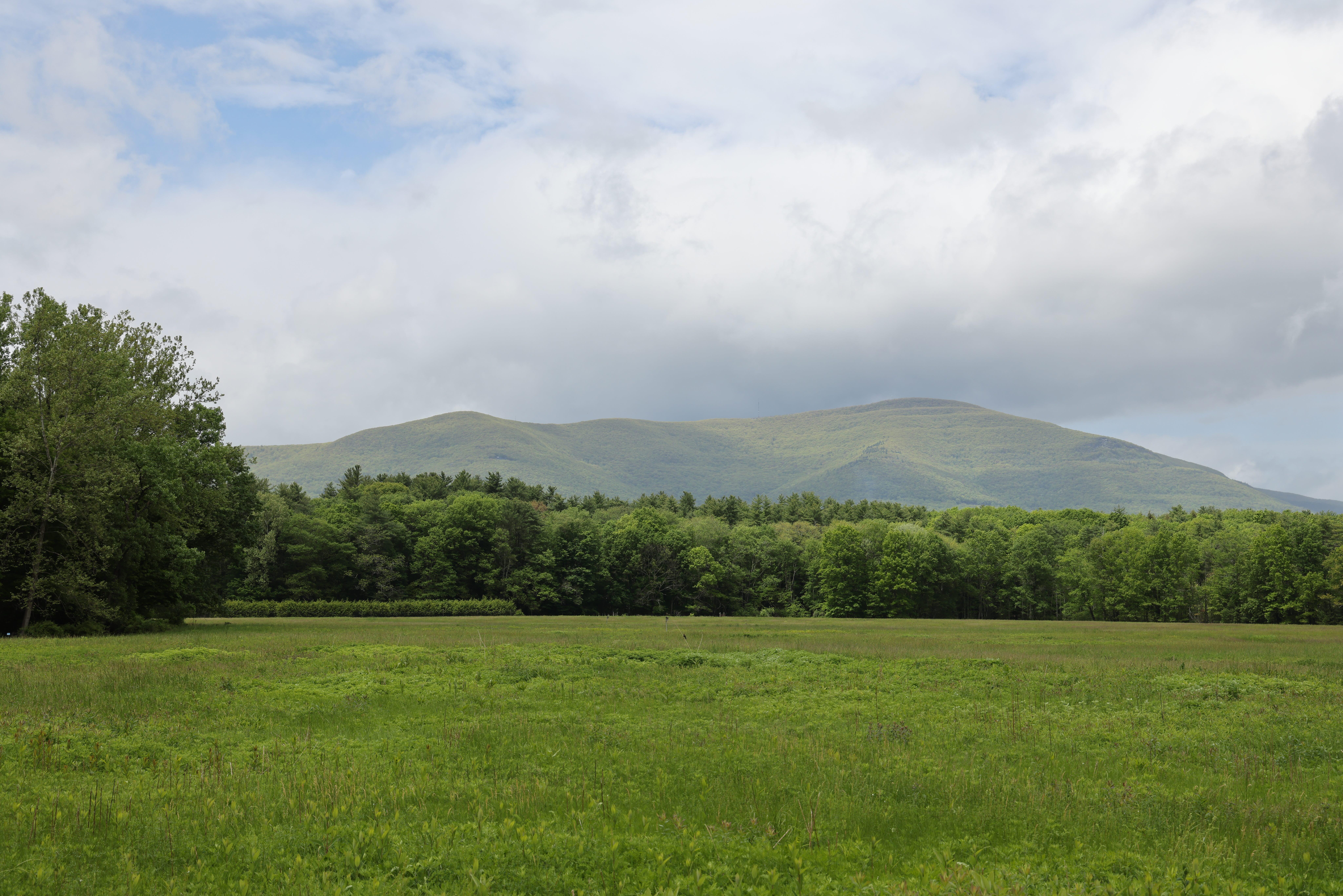 Campaign cover image for Wild Edible Foraging and Tasting Class at Thorn Preserve