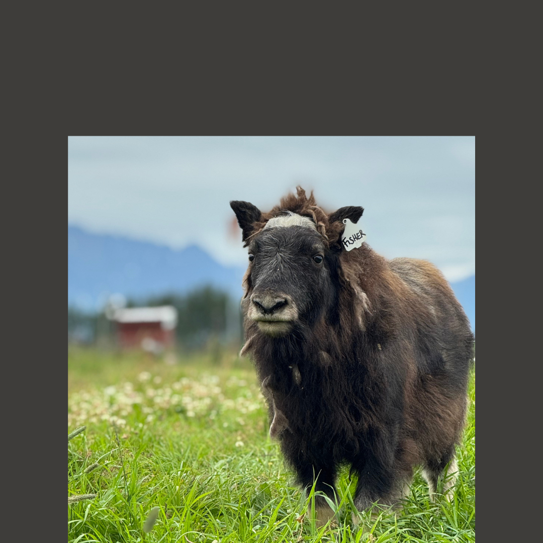 Campaign cover image for Fisher