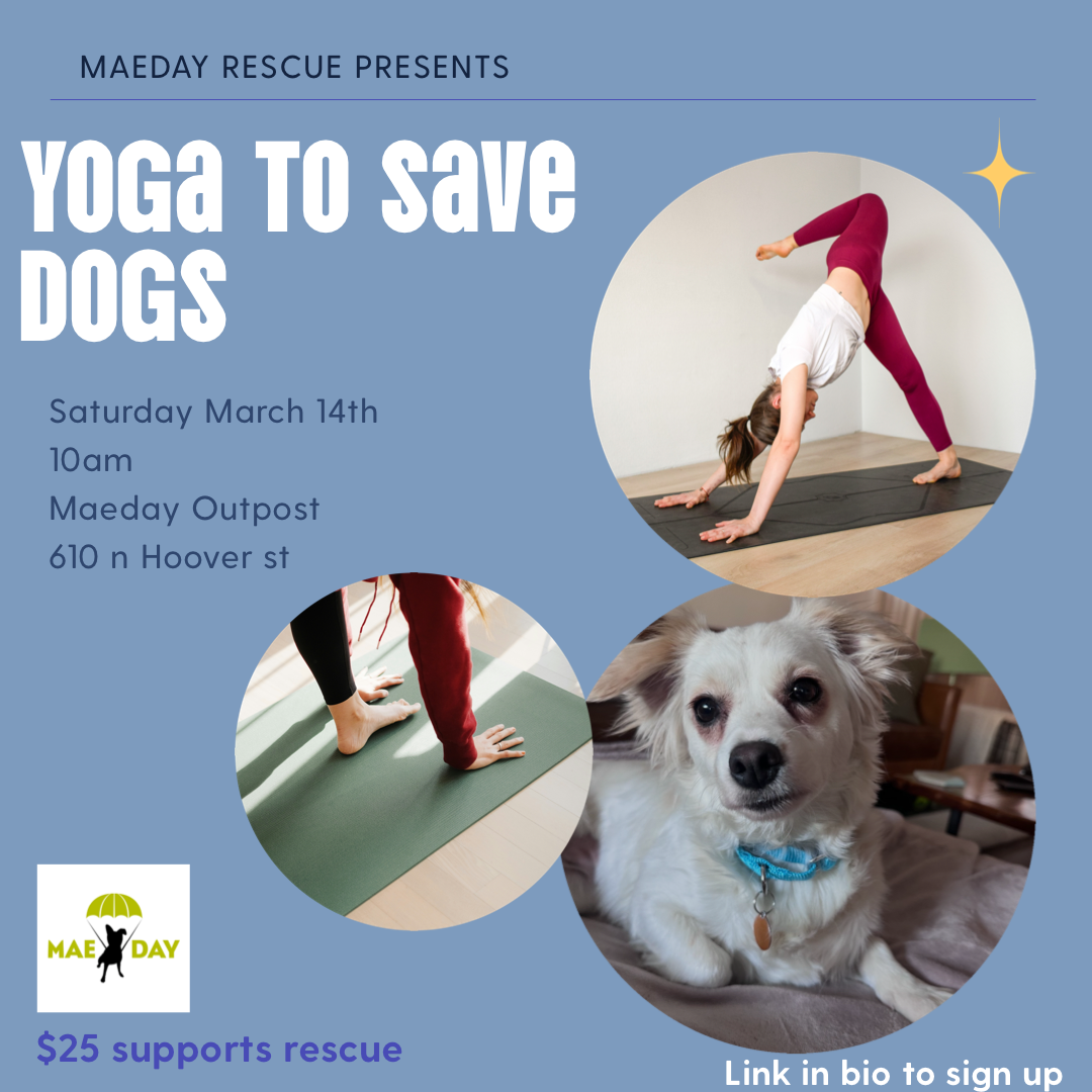Campaign cover image for Yoga to Save a Dog
