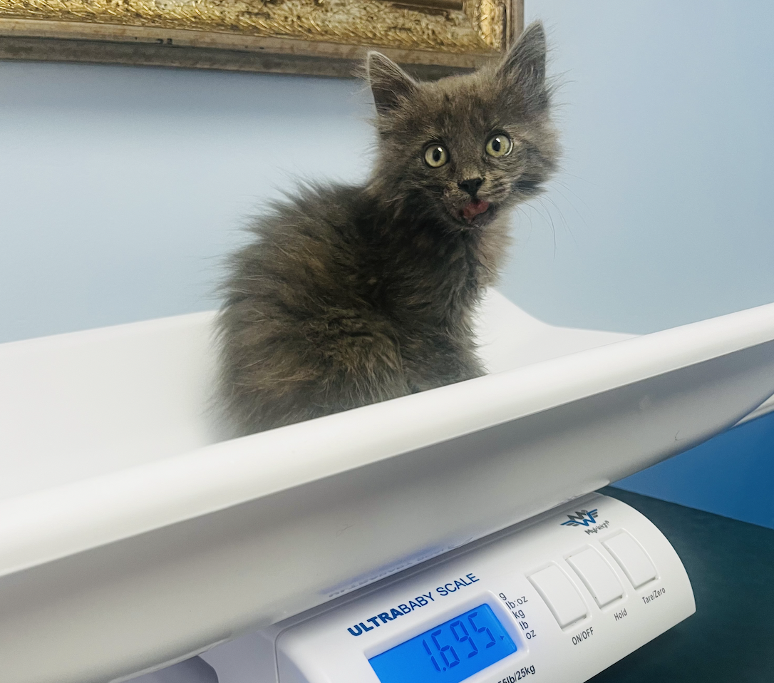 Campaign cover image for Help Abandoned Kitten Get Urgent Surgery