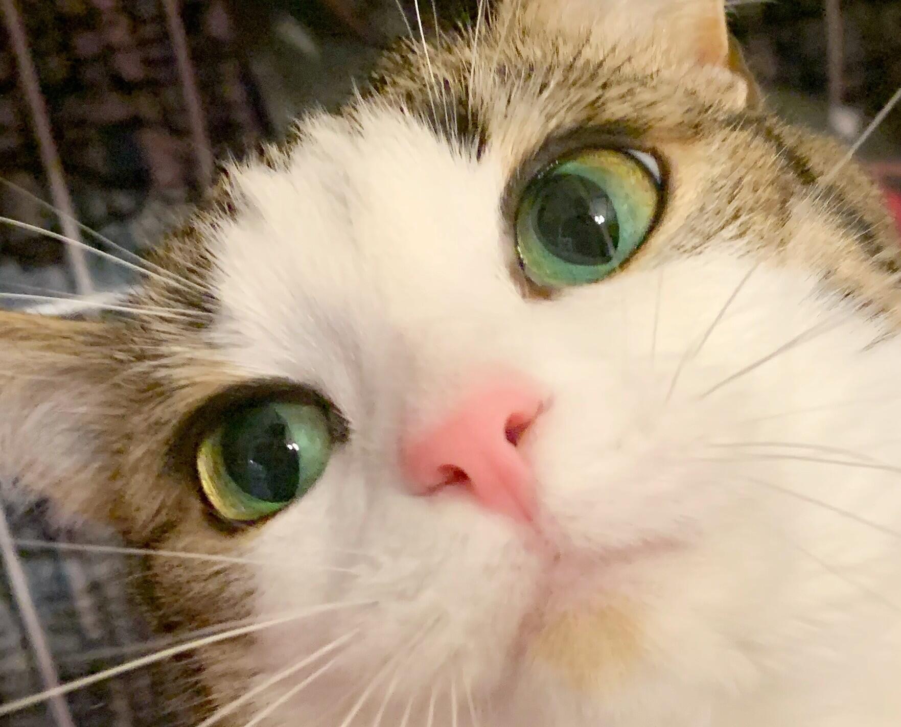 Campaign cover image for Pet Tails Rescue Giving Tuesday