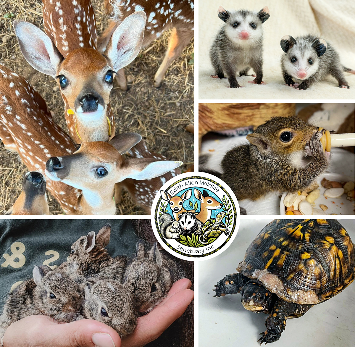 Campaign cover image for End-of-Year Fawn-Raiser 2025