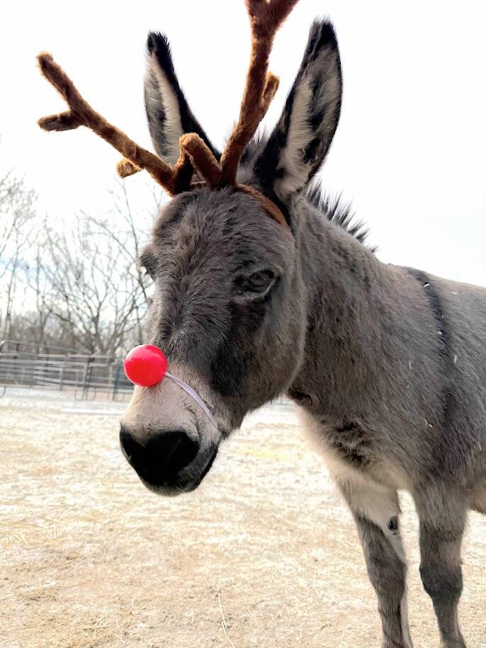 Campaign cover image for WoodHaven Rescue Farm Silent Auction