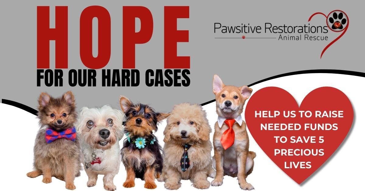 Campaign cover image for Healing Puppy Hearts, Wobbly Knees & Painful Smiles: Together There’s Hope