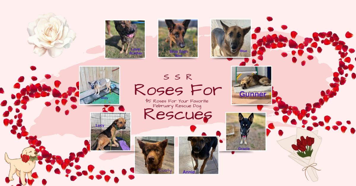 Campaign cover image for Second Start Rescue Roses for Rescue Dogs