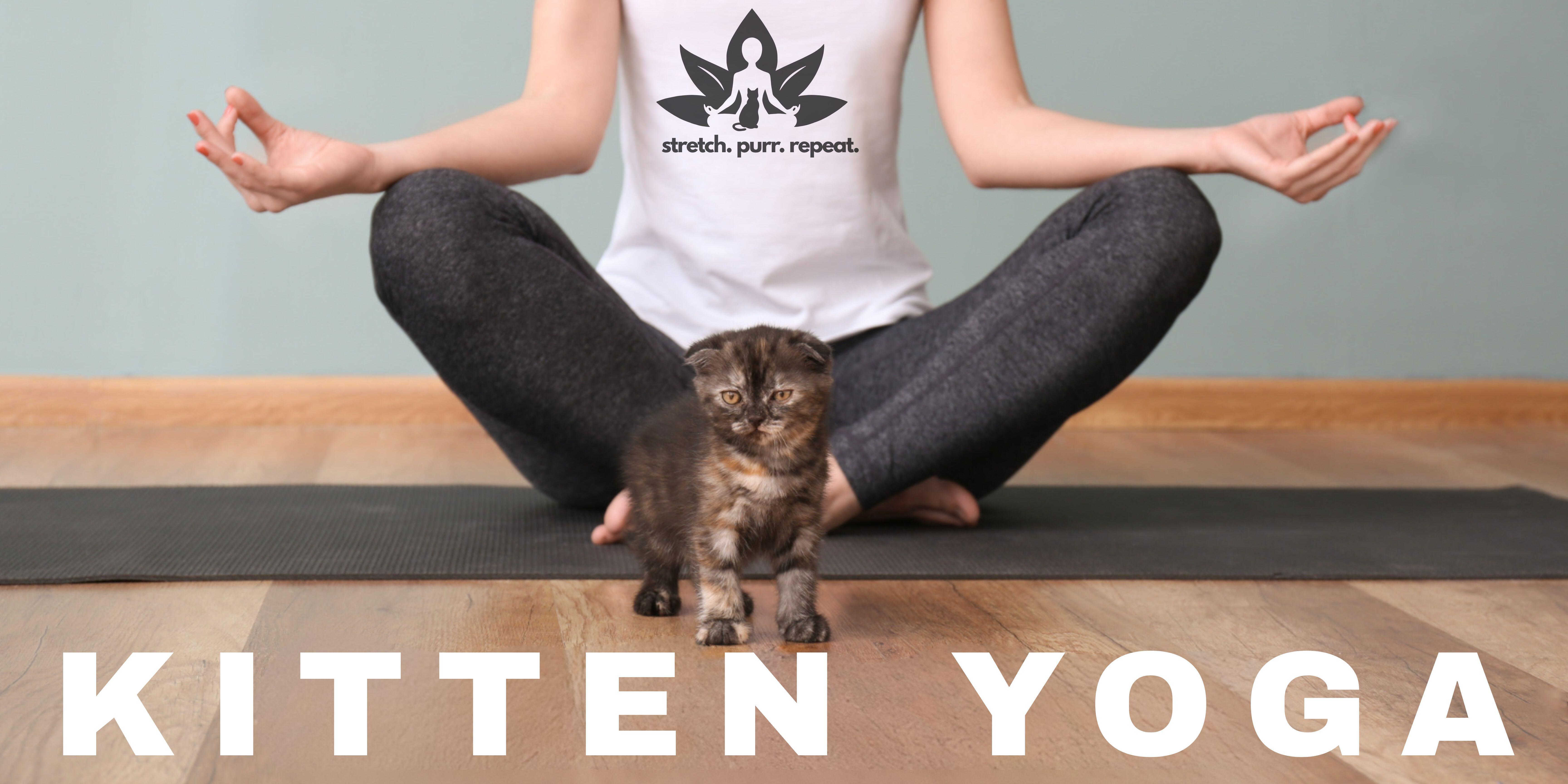 Campaign cover image for Kitten Yoga - SOLD OUT