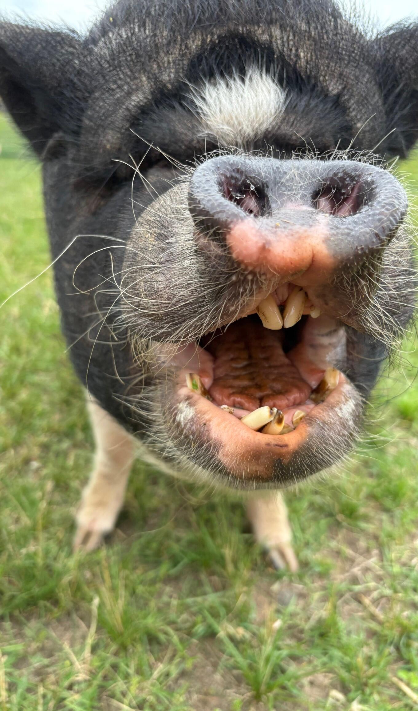 Campaign cover for 🐽 Annual Wellness Season is Here at Layla's Rescue Ranch! 🩺❤️