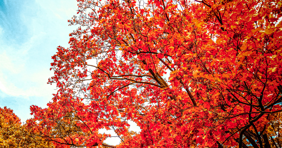 Campaign cover image for Fall Tree Hike