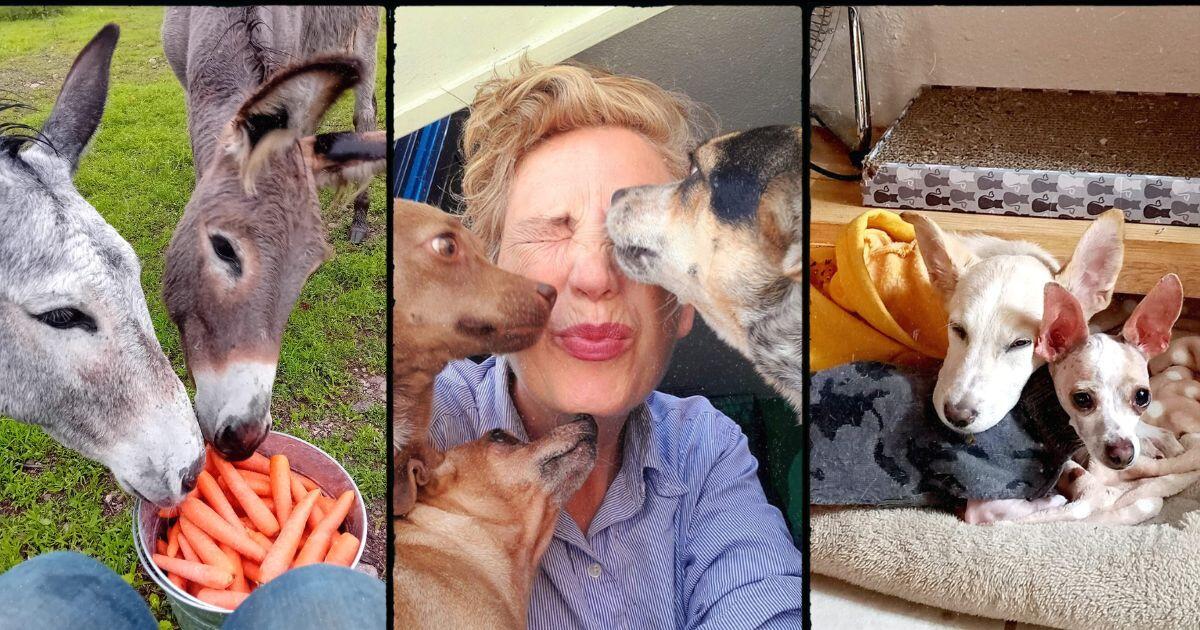 Campaign cover image for Help Create Mexico's Biggest Little Sanctuary: Phase 2