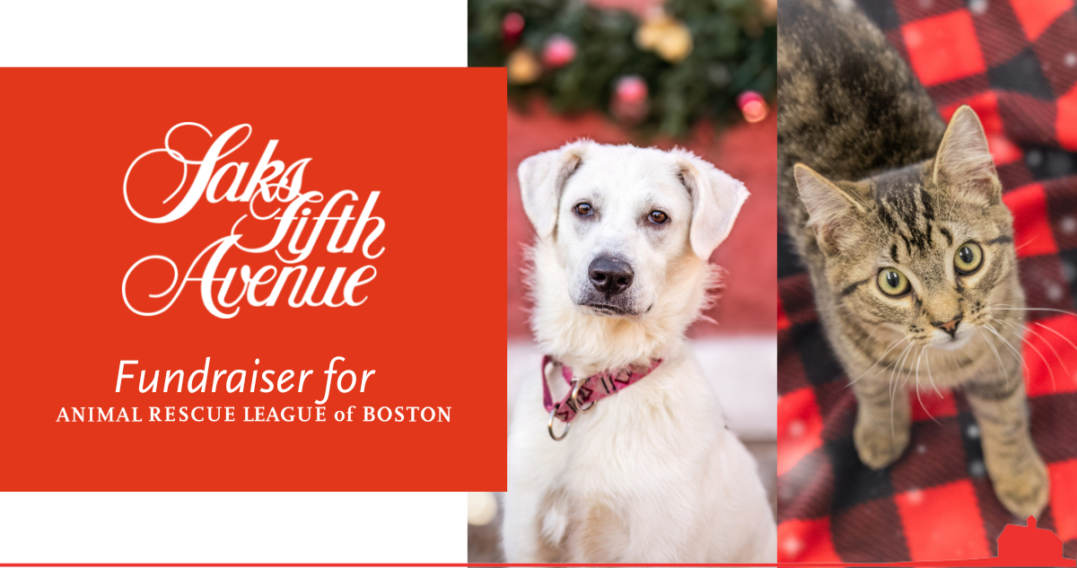 Campaign cover image for Saks Fifth Avenue Fundraiser for the Animal Rescue League of Boston