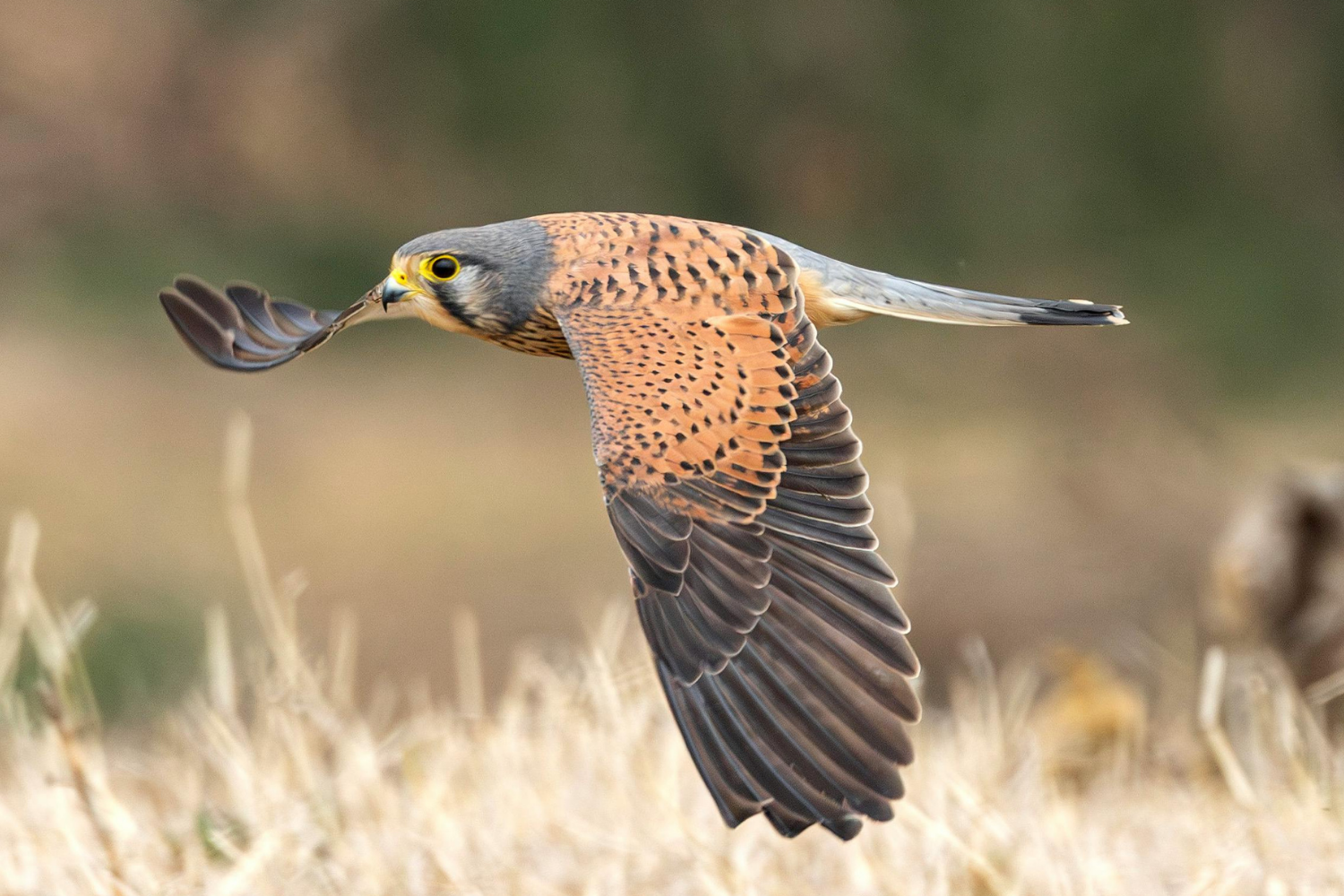 Campaign cover image for August Birding at Shawangunk Grasslands